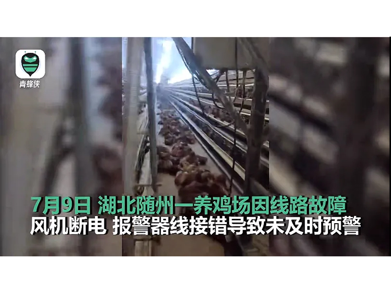 4000只雞被熱死!湖北養(yǎng)雞場(chǎng)停電故障給我們的啟示